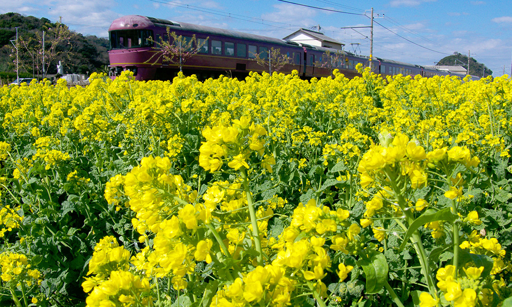 鋸南町に咲く水仙と頼朝桜